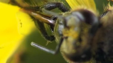 dondurulmuş kafa böcek bee