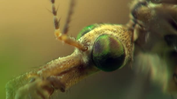 Grúa mosca insecto macro Mosquito — Vídeo de stock