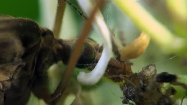 Kranichfliege Insekt Makromücke — Stockvideo
