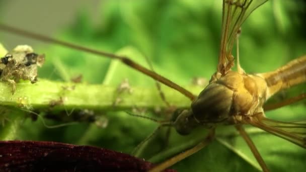 Crane fly insect macro mug — Stockvideo