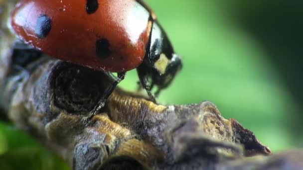 Escarabajo mariquita macro insecto bug — Vídeos de Stock