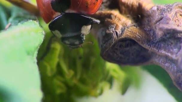 Skalbagge nyckelpiga makro insekt bugg — Stockvideo