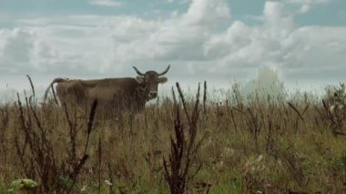 arka plan sonbahar çayır çim yeme'kahverengi inek