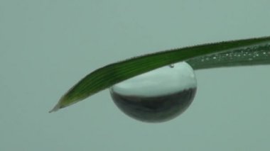 Makro çiğ dropm çimen