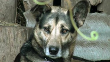 köpeği bahçesinde hayvanlar