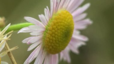 küçük çiçek makro unutmak çimen