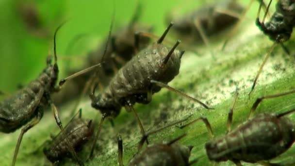 Afito de cereja macro inseto — Vídeo de Stock