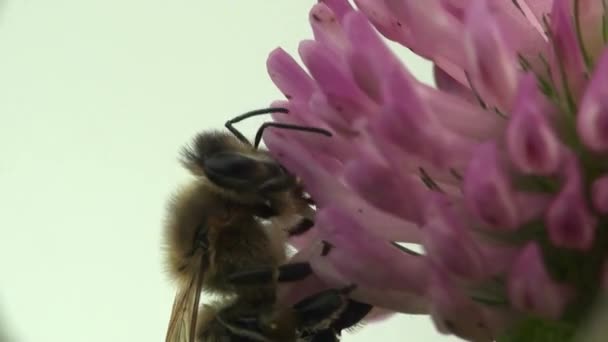 Méhek a lóhere makró virág fű bogár rovar — Stock videók