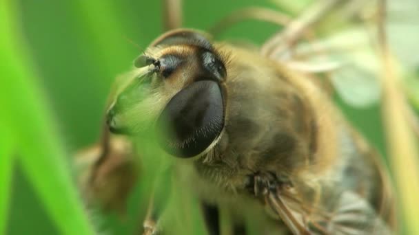 Pszczoła na koniczyna kwiat makro trawa chrząszcz owadów — Wideo stockowe