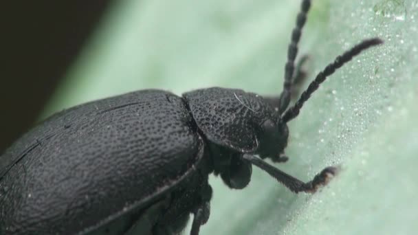 Escarabajo negro escarabajo macro insecto — Vídeo de stock