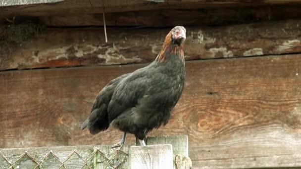 Black Chickens on logs head — Stock Video