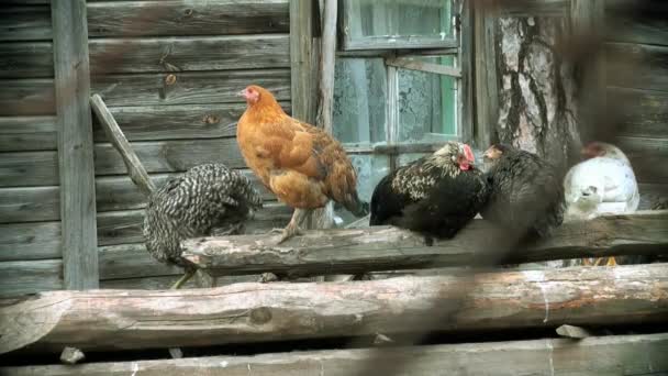 Black Chickens on logs head — Stock Video