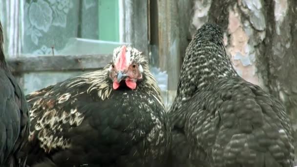Poulets noirs sur tête de bûches 