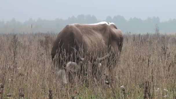 バック グラウンド秋草原草を食べるで茶色の牛 — ストック動画