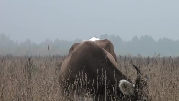 Vache brune en arrière-plan prairie d'automne mangeant de l'herbe 