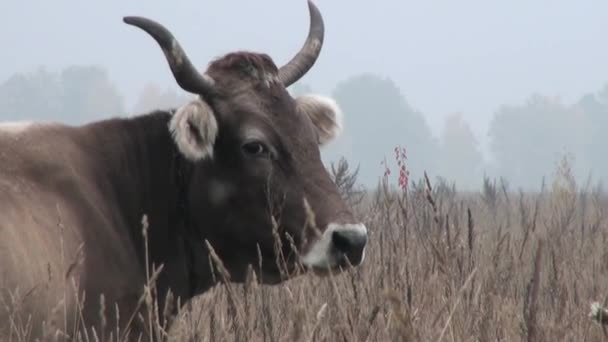 Brown Cow in background autumn meadow eating grass — Stock Video