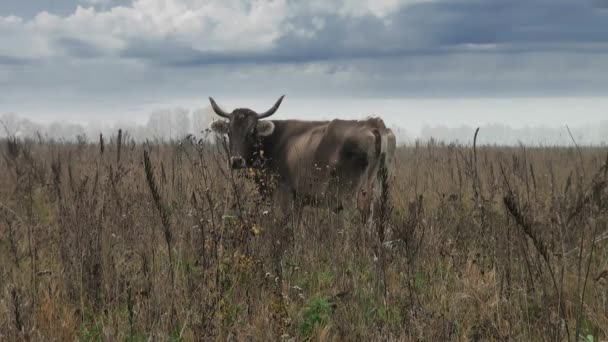 Braune Kuh im Hintergrund Herbstweide frisst Gras — Stockvideo