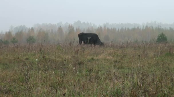 Коричневая корова на заднем плане осенний луг едят траву — стоковое видео
