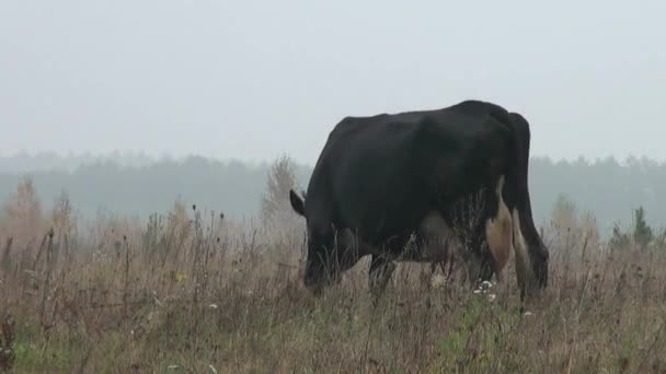 Brown Cow in background autumn meadow eating grass — Stock Video