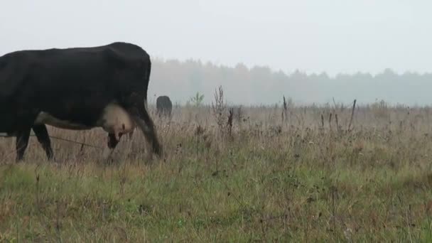 Mucca marrone in fondo prato autunno mangiare erba — Video Stock