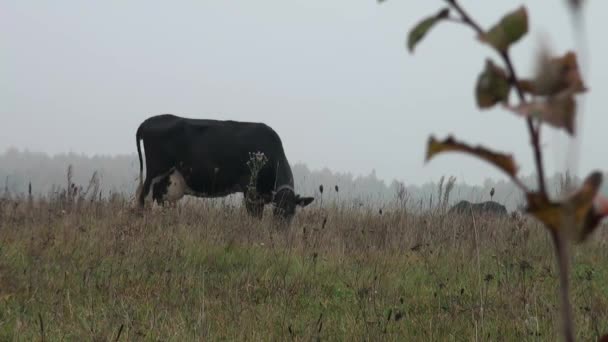 Vache brune en arrière-plan prairie d'automne mangeant de l'herbe 