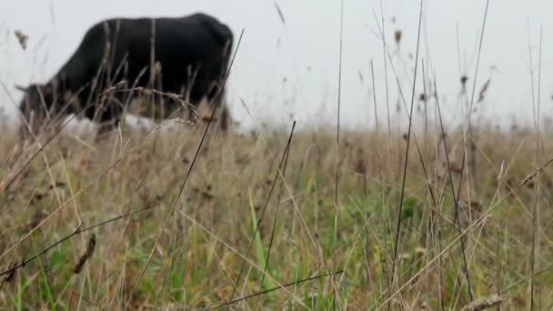 Vaca marrón en el fondo prado otoño comer hierba — Vídeo de stock