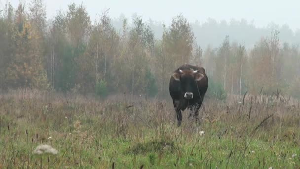 Bruin koe in herfst weide achtergrond eten van gras — Stockvideo