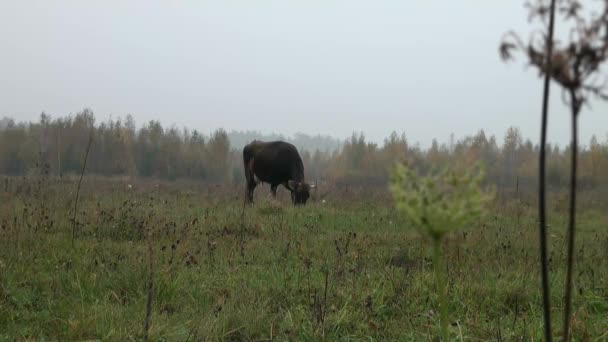 Vache brune en arrière-plan prairie d'automne mangeant de l'herbe 