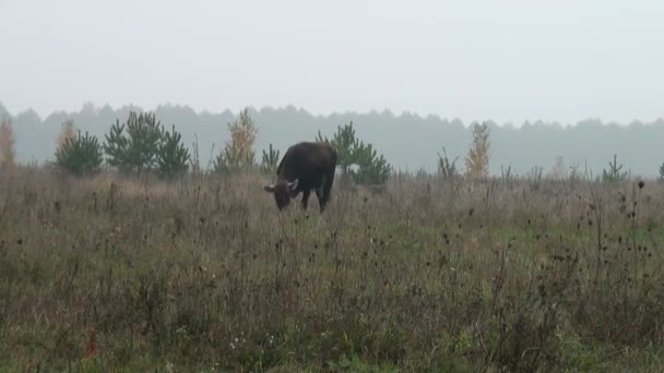 Vache brune en arrière-plan prairie d'automne mangeant de l'herbe — Video
