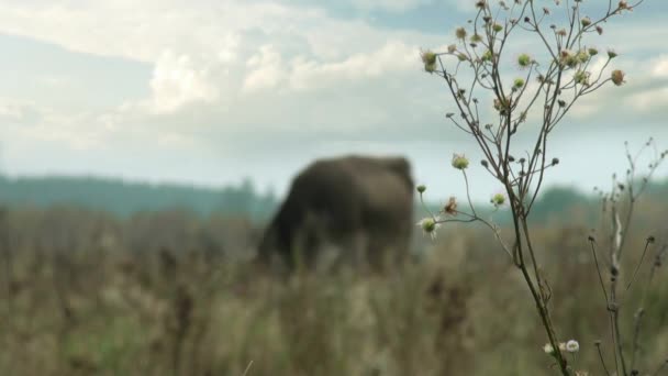 Коричневая корова на заднем плане осенний луг едят траву — стоковое видео