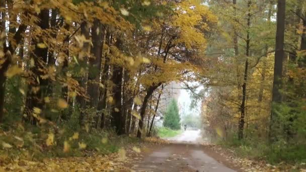 Desfoliação Queda Folhas estrada outono — Vídeo de Stock