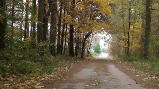 Levélvesztés hulló levelek út ősszel — Stock videók