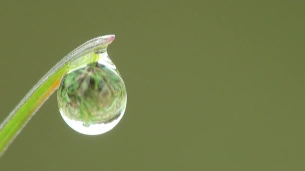 Macro orvalho gota grama — Vídeo de Stock