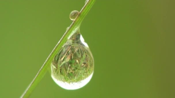 Macro dew dropm grass — Stock Video