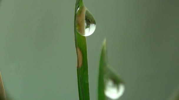 Macro dew dropm grass — Stock Video