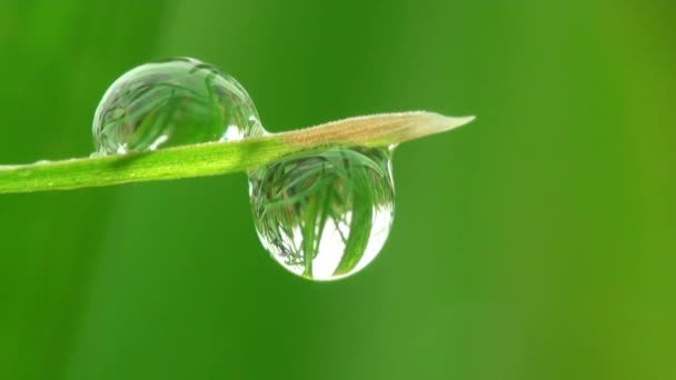 Macro dew dropm grass — Stock Video
