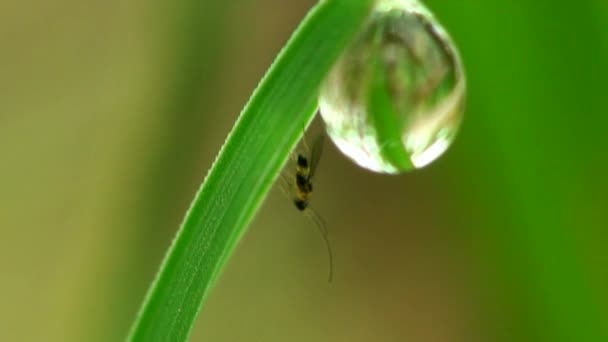 Macro rugiada goccia erba — Video Stock