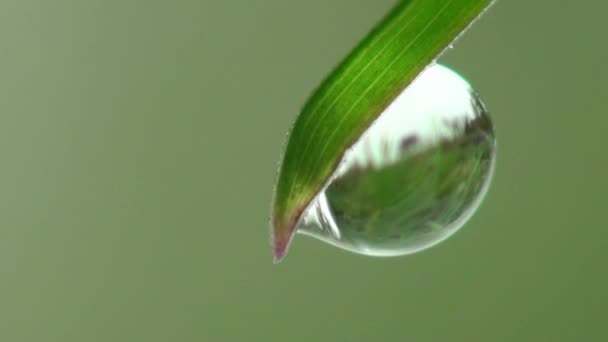 Macro dew dropm grass — Stock Video
