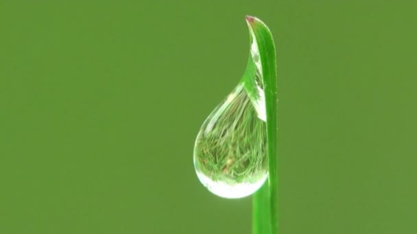 Macro dew dropm grass — Stock Video