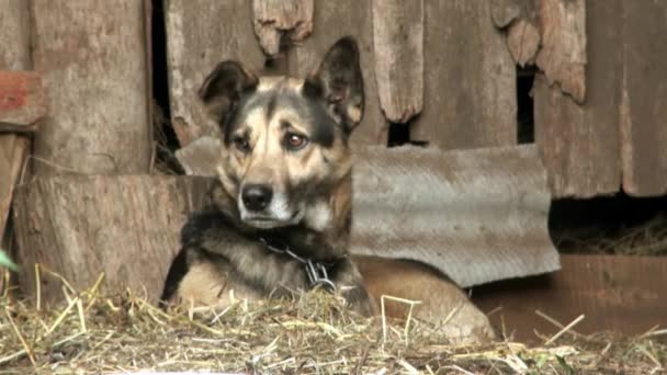 Cane in animali da cortile — Video Stock