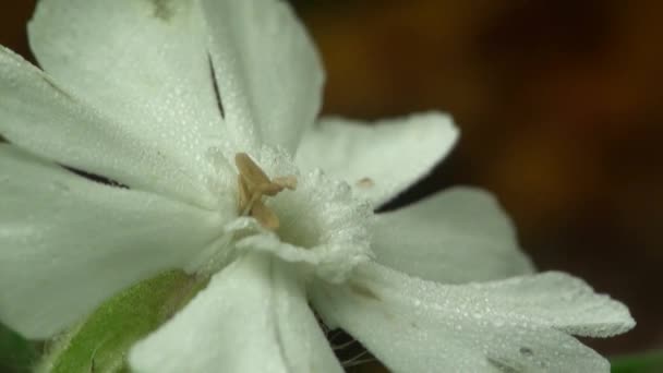 Flor blanca salvaje planes de manzana — Vídeos de Stock