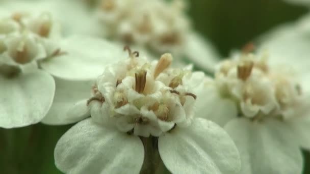 Biały dziki kwiat jabłko plany — Wideo stockowe