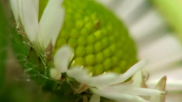 Kis virág makró felejtsd el a fű — Stock videók