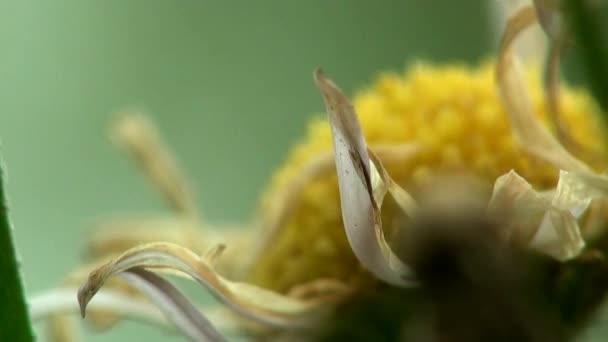 Liten blomma makro Glöm gräset — Stockvideo