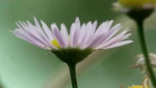 Kleine Blume Makro vergessen Gras — Stockvideo