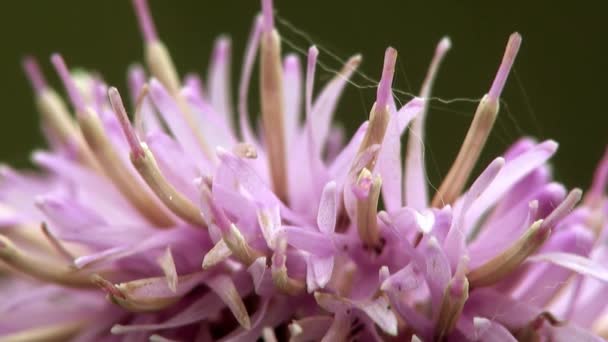 Piccolo fiore macro Dimenticare l'erba — Video Stock