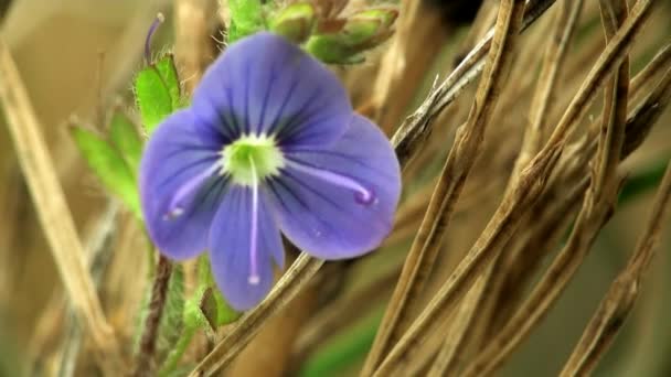 Маленький цветочный макро Забудьте траву — стоковое видео