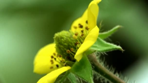 Kleine bloem macro vergeten gras — Stockvideo