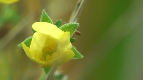 Pequeña flor macro Olvidar hierba — Vídeos de Stock