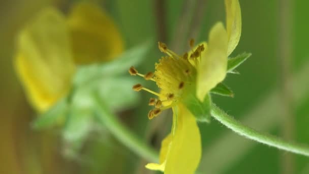 Kleine Blume Makro vergessen Gras — Stockvideo